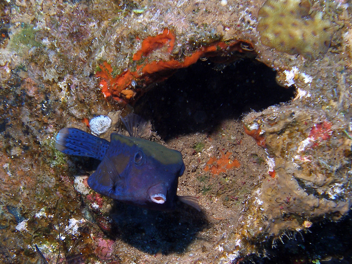 Ostracion cyanurus (Pesce scatola a coda blu)